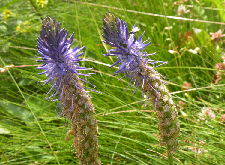 Phyteuma zahlbruckneri / Raponzolo di Zahlbruckner
